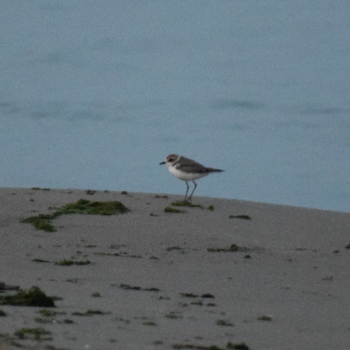 Kentish Plover