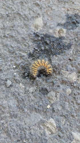Buff-tip