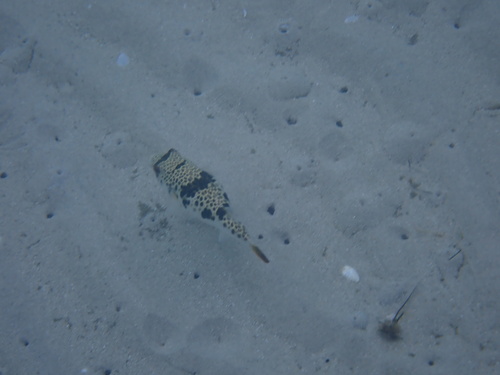 Smooth Toadfish