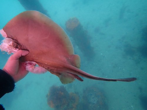 Eastern Shovelnose Stingaree