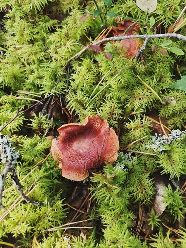 dappled webcap