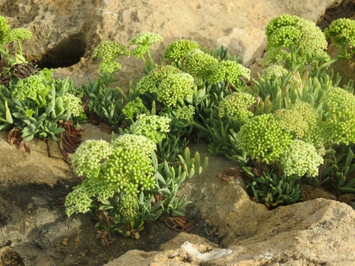 rock samphire