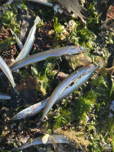 Pacific Sand Lance