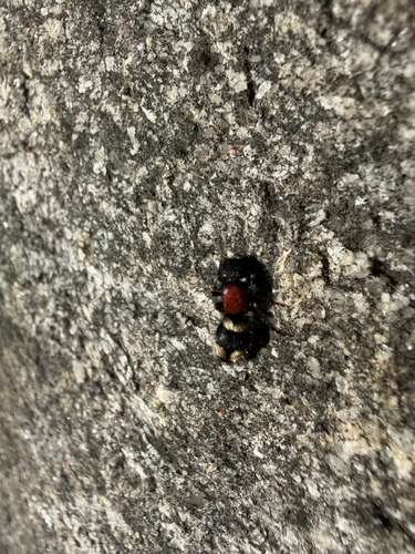Large Velvet Ant