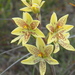 Custard Orchid - Photo (c) Michael Warren, all rights reserved, uploaded by Michael Warren