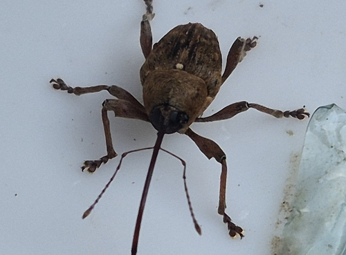 acorn weevil