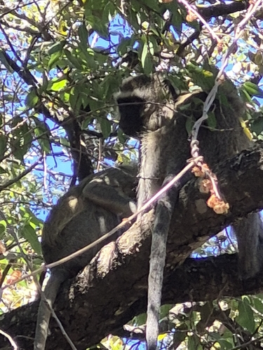 Vervet Monkey