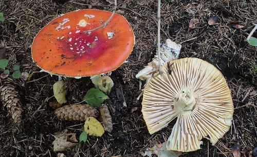 Fly Agaric