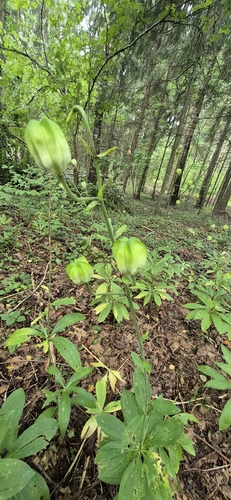 Martagon Lily