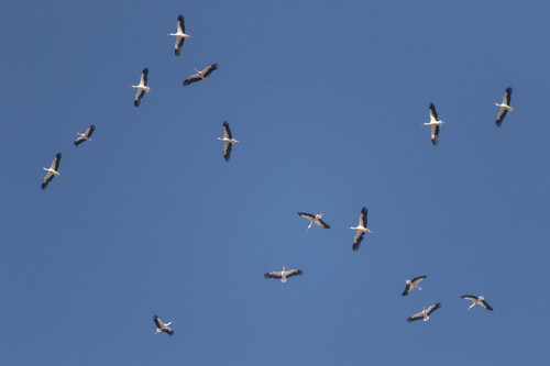 White Stork