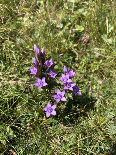 autumn gentian