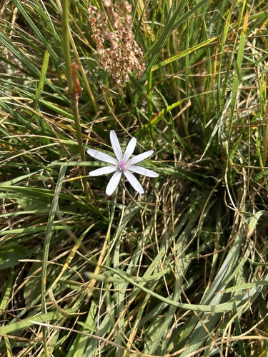 purple salsify