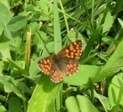 Duke of Burgundy
