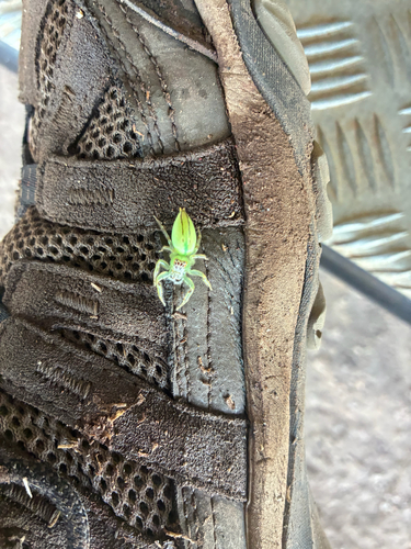 Green Jumping Spider