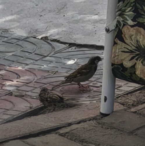 House Sparrow