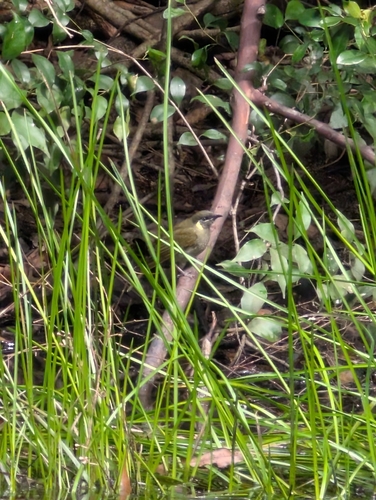 Lewin's Honeyeater