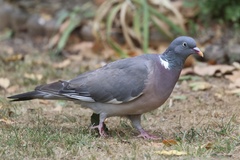 Common Wood-Pigeon