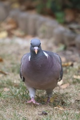 Common Wood-Pigeon
