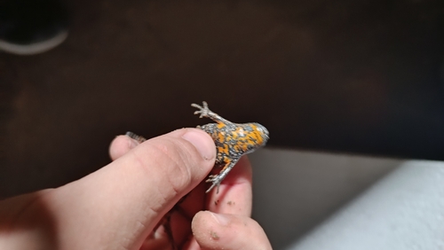 European Fire-Bellied Toad