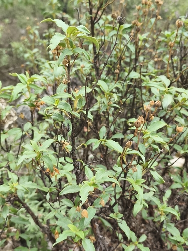 Laurel-leaved Cistus
