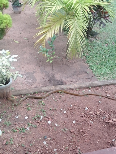 Oriental Rat Snake