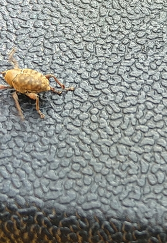 Nut Weevil