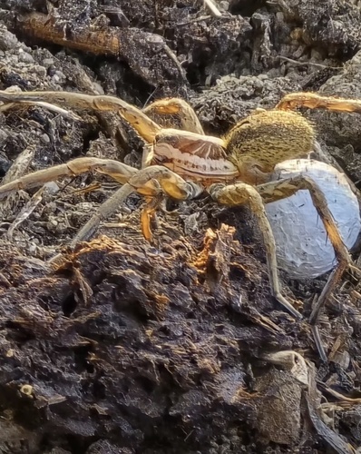 Radiated Wolf Spider