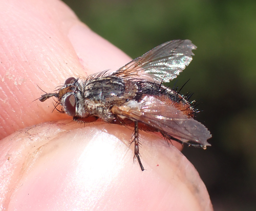 Heath Small-palp