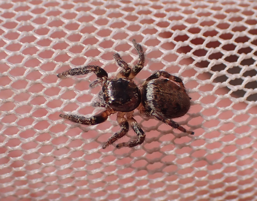 Woodland Jumping Spider