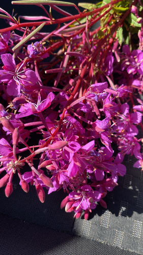 fireweed