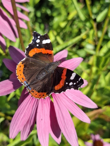 Red Admiral