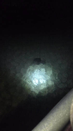 Short-tail Stingray