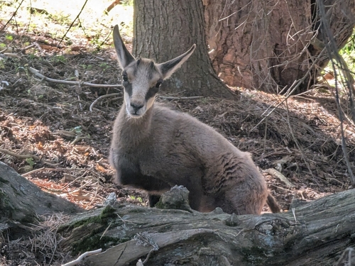 Northern Chamois