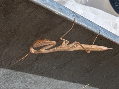 European Mantis