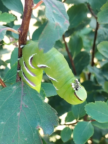 Privet Hawkmoth