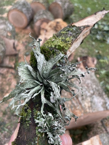 Cartilage Lichen