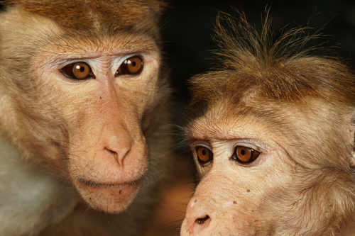 Dry Zone Toque Macaque