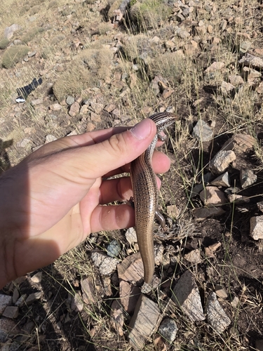 Mountain Skink