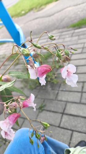 Himalayan balsam