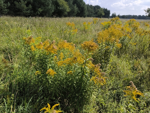 Canada goldenrod