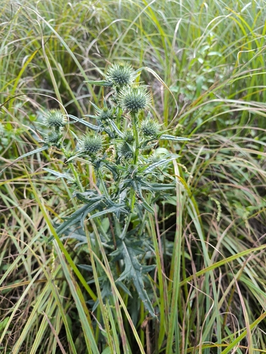 Bull Thistle