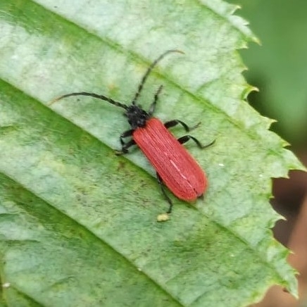 Platycis minutus