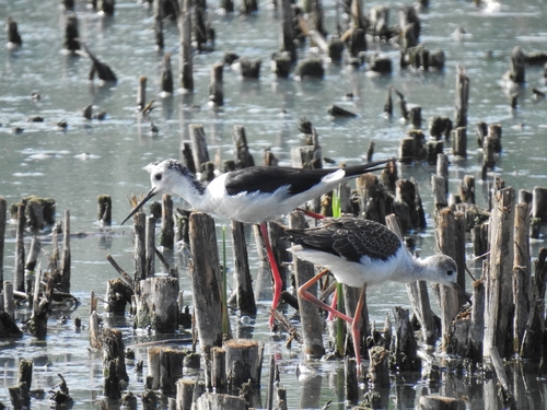 Black-winged Stilt
