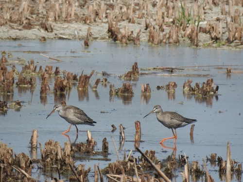 Spotted Redshank