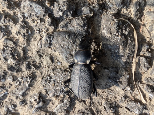 Carabus brandti