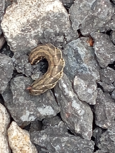 Convolvulus Hawkmoth