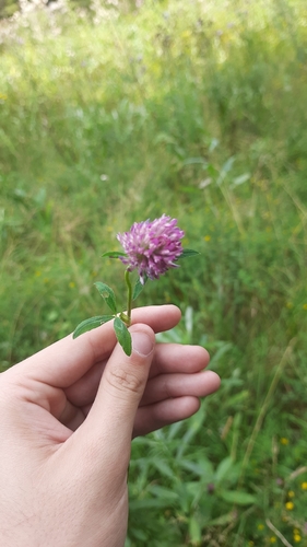 Red Clover