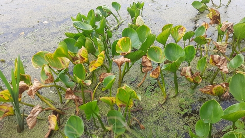 marsh calla