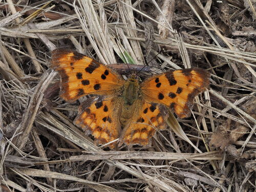 European Comma