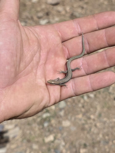 Atlas Dwarf Lizard